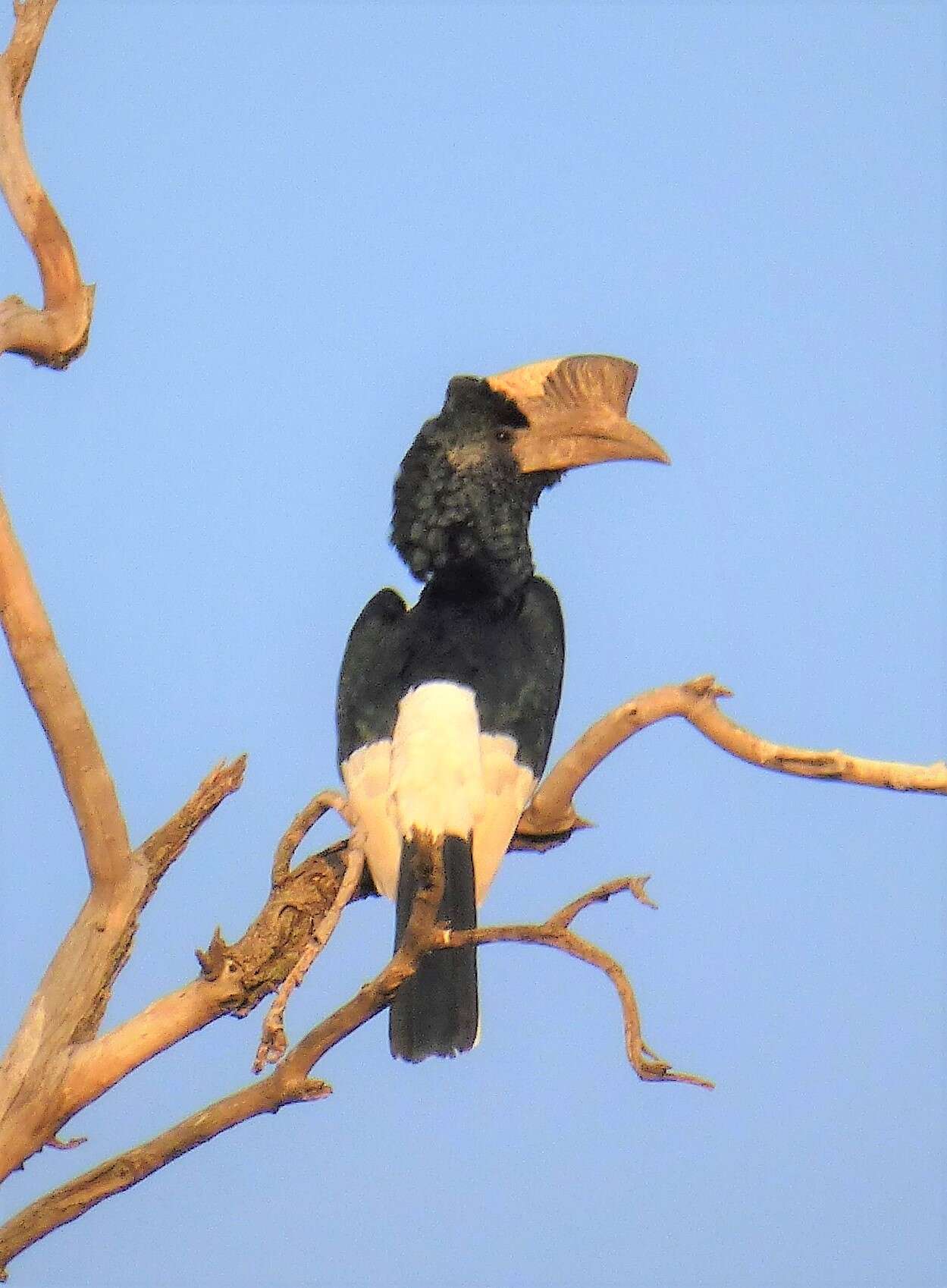 Image of Black-and-white Casqued Hornbill