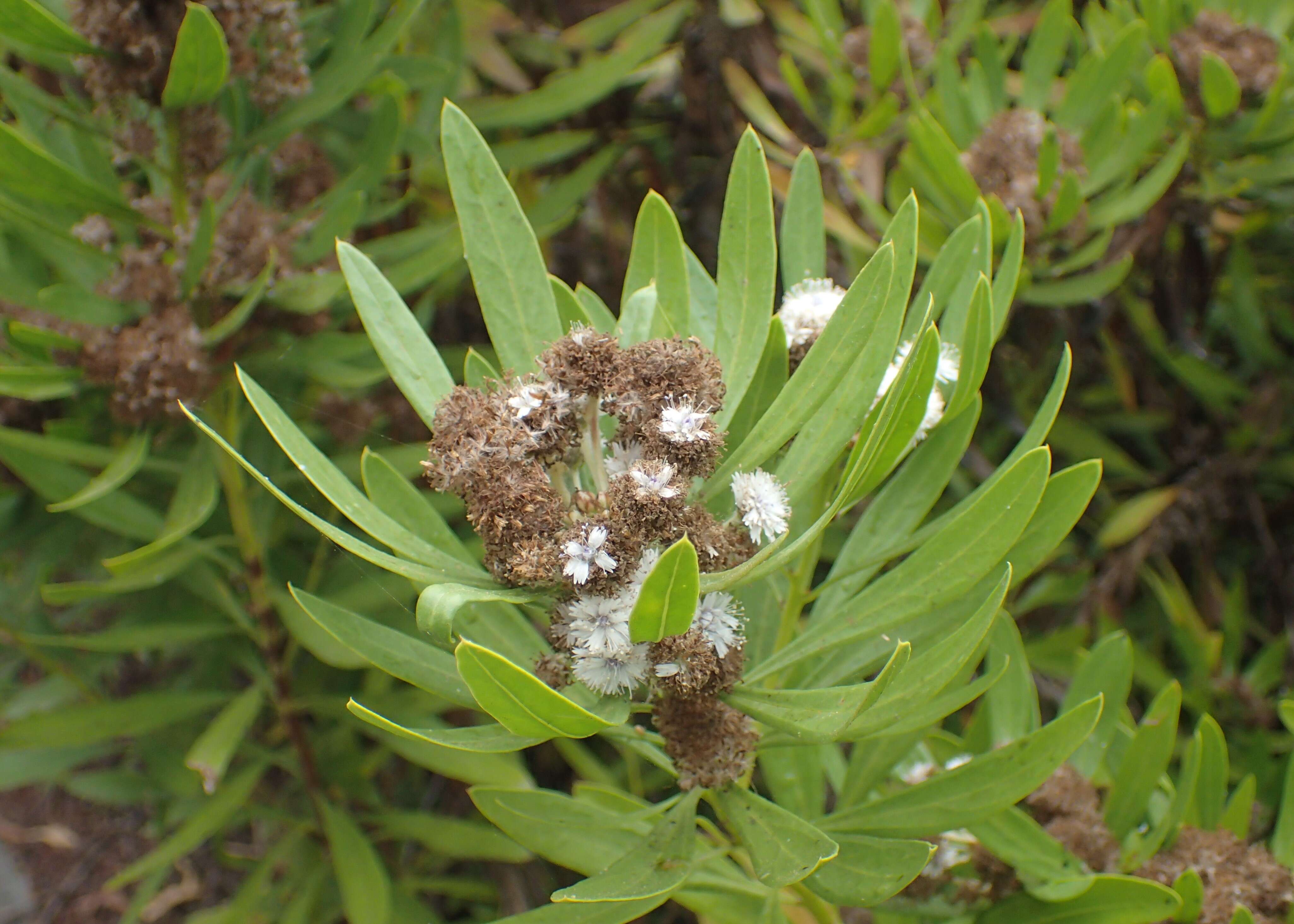 Image of Globularia salicina Lam.