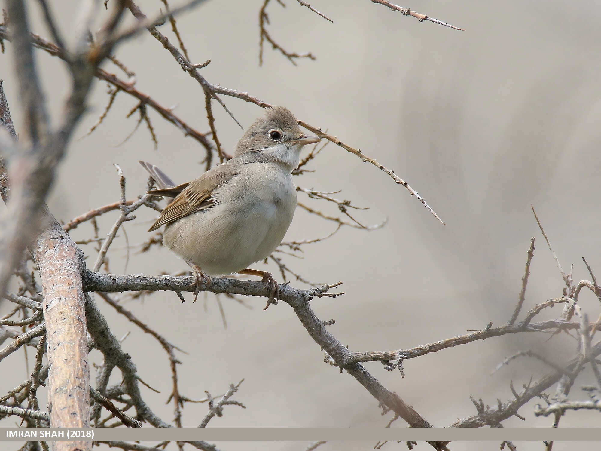 Image of Sylvia communis