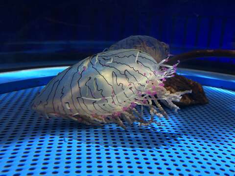 Image of Flower hat jelly