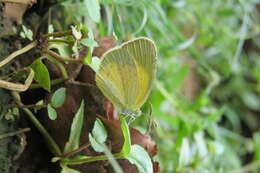 Image of Broad-bordered Grass Yellow