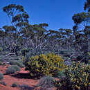 Image of Eucalyptus platycorys Maiden & Blakely