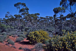 Plancia ëd Eucalyptus platycorys Maiden & Blakely