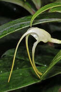 Image of masdevallia