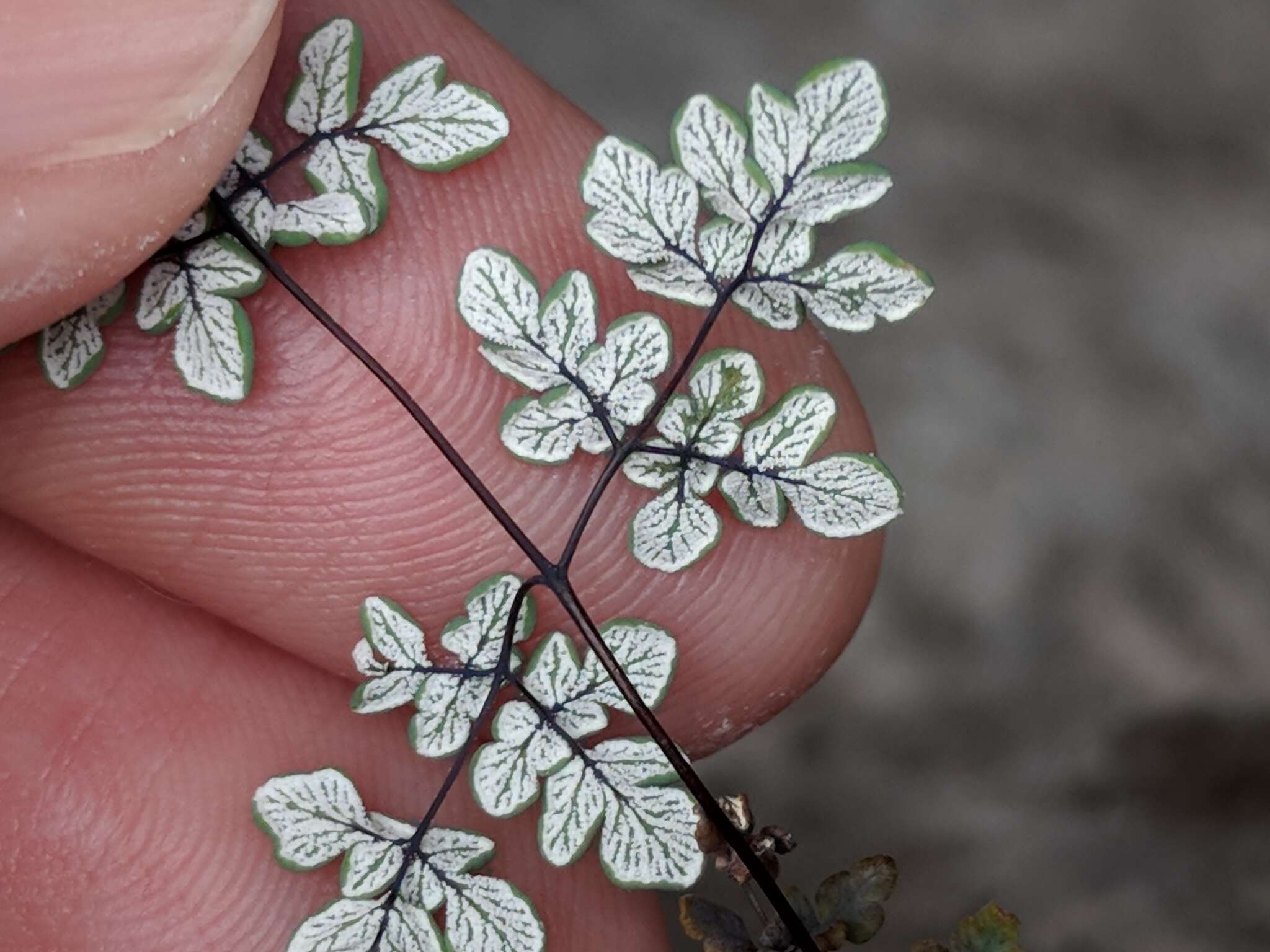 Image of powdery false cloak fern