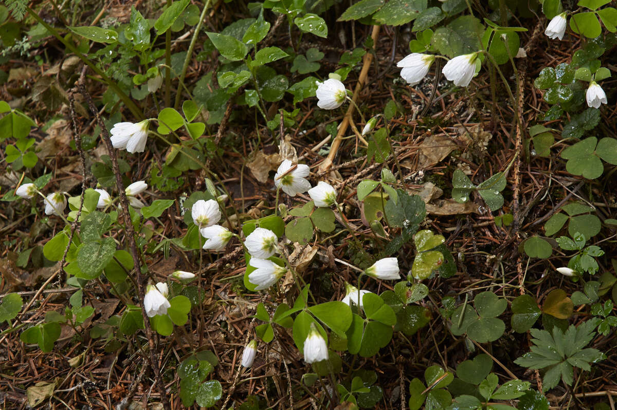 Imagem de Oxalis acetosella L.