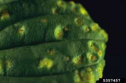 Image of Crown rust of oats