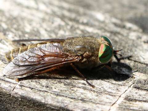 Image of Hybomitra montana (Meigen 1820)