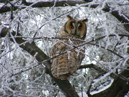 Image of Long-eared Owl