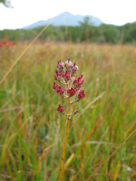 Image of Triantha japonica (Miq.) Baker