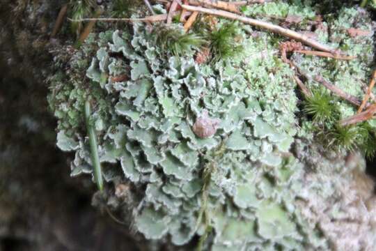 Слика од Cladonia digitata (L.) Hoffm.