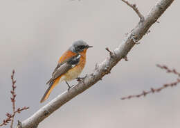 Image of Eversmann's Redstart