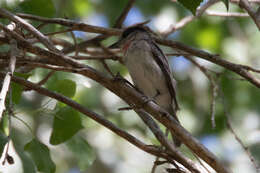 Pachyramphus aglaiae (Lafresnaye 1839) resmi