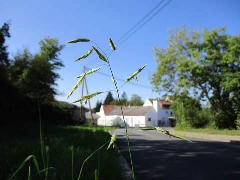 Image of smooth brome