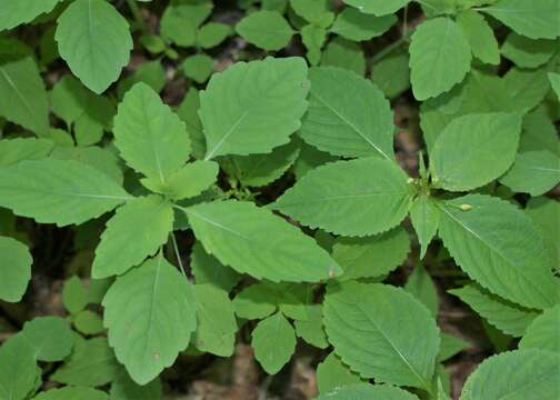 Image of small balsam