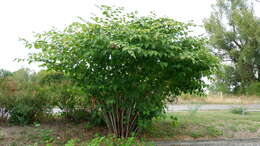 Image of Japanese Knotweed