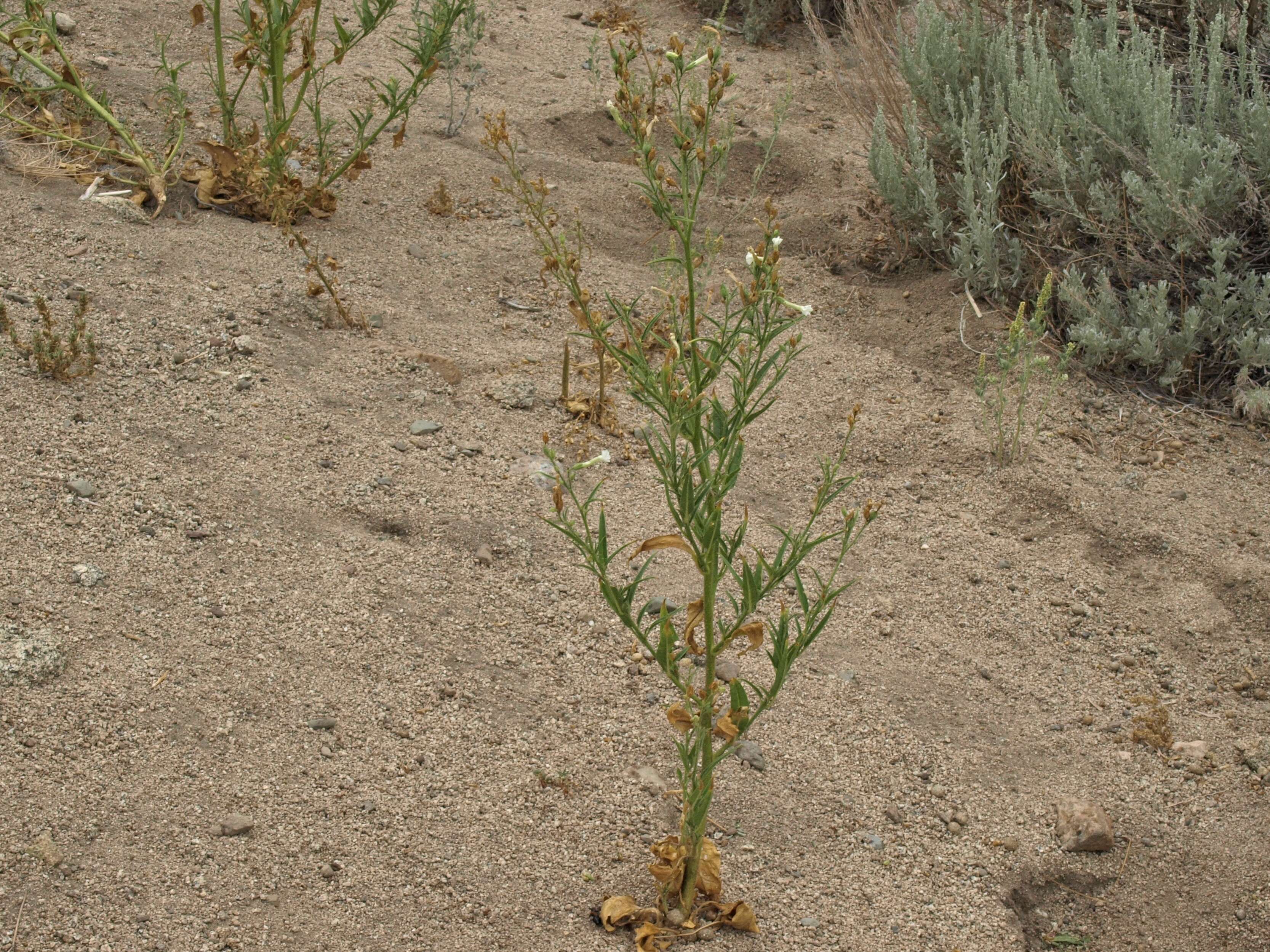 Plancia ëd Nicotiana attenuata Torr. ex S. Wats.