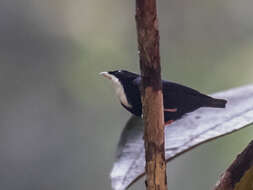 Слика од Corapipo gutturalis (Linnaeus 1766)