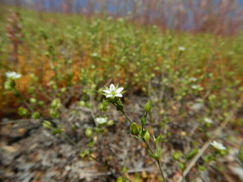 Image of Thyme-leaved Sandwort