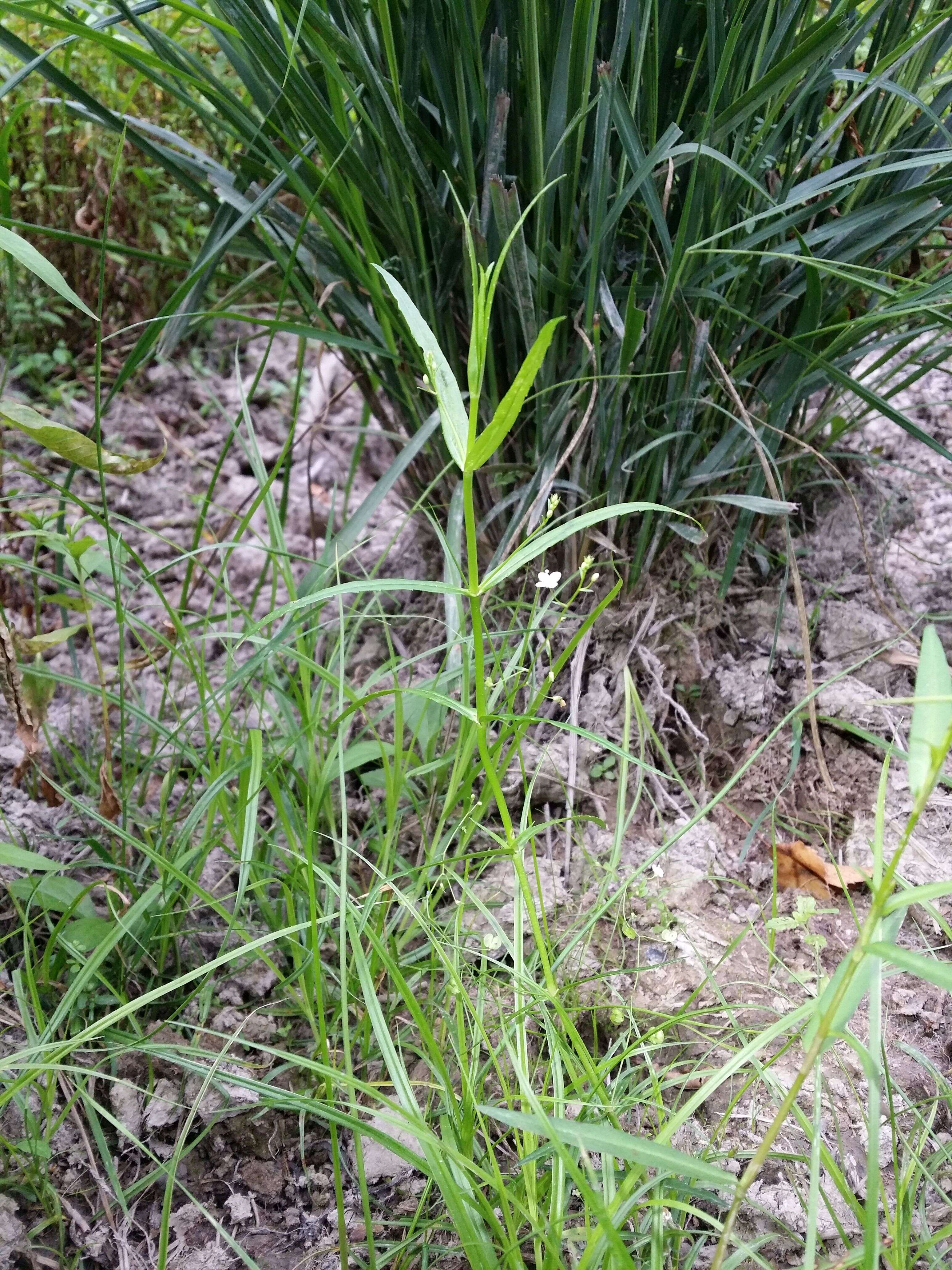 Image of Marsh Speedwell