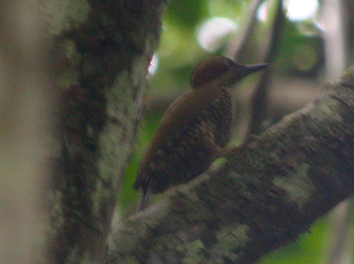 Image of Campethera caroli