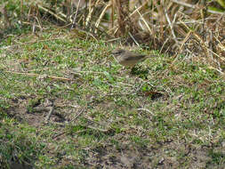 Image of Common Chiffchaff