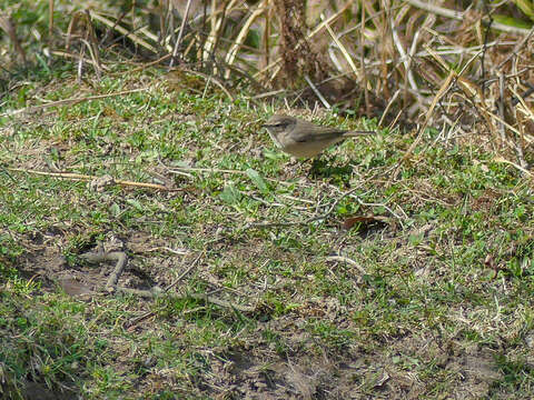 Image of Common Chiffchaff