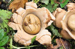 Plancia ëd Geastrum triplex Jungh. 1840