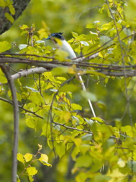 Image of Asian Paradise-Flycatcher