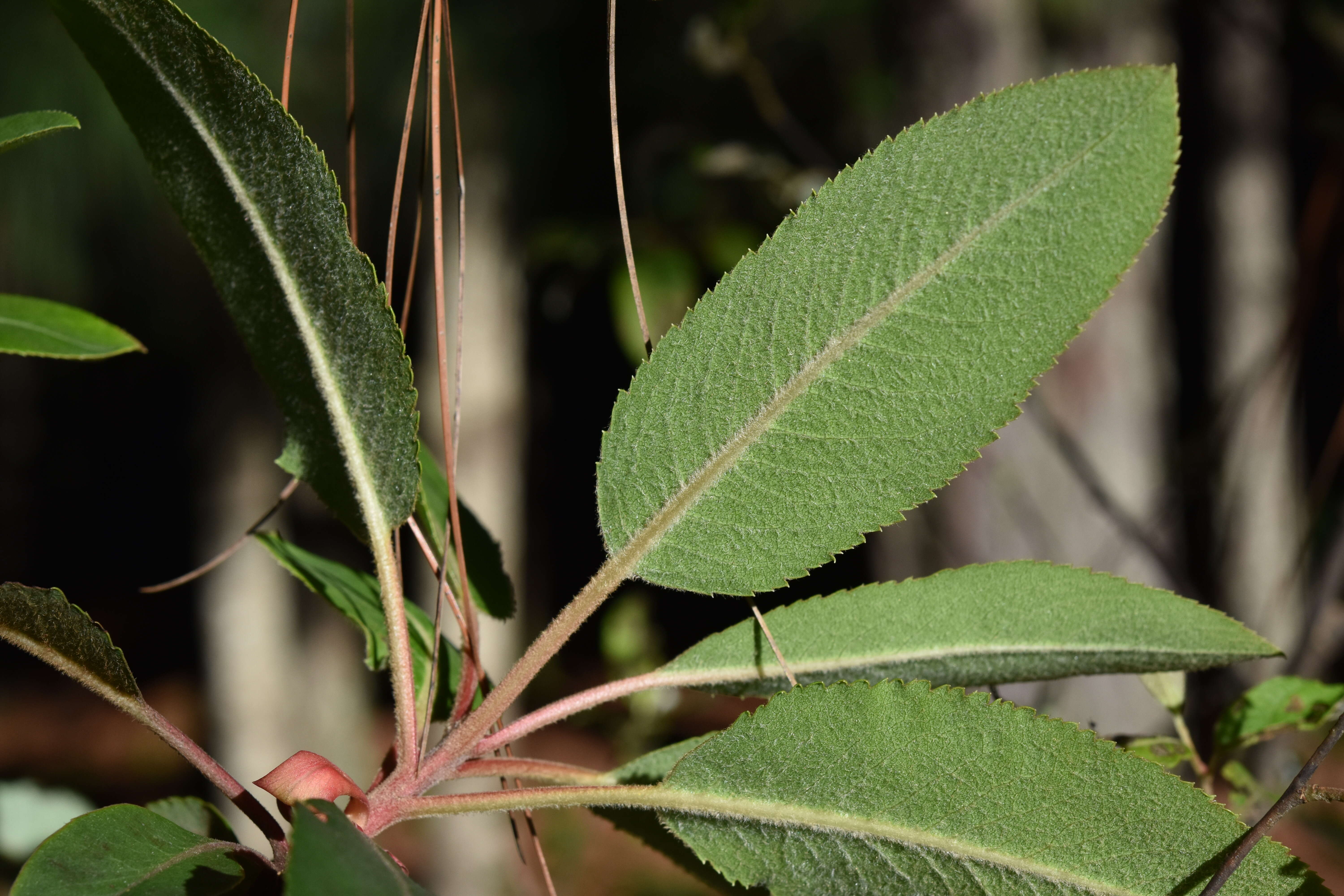 Arbutus xalapensis Kunth resmi