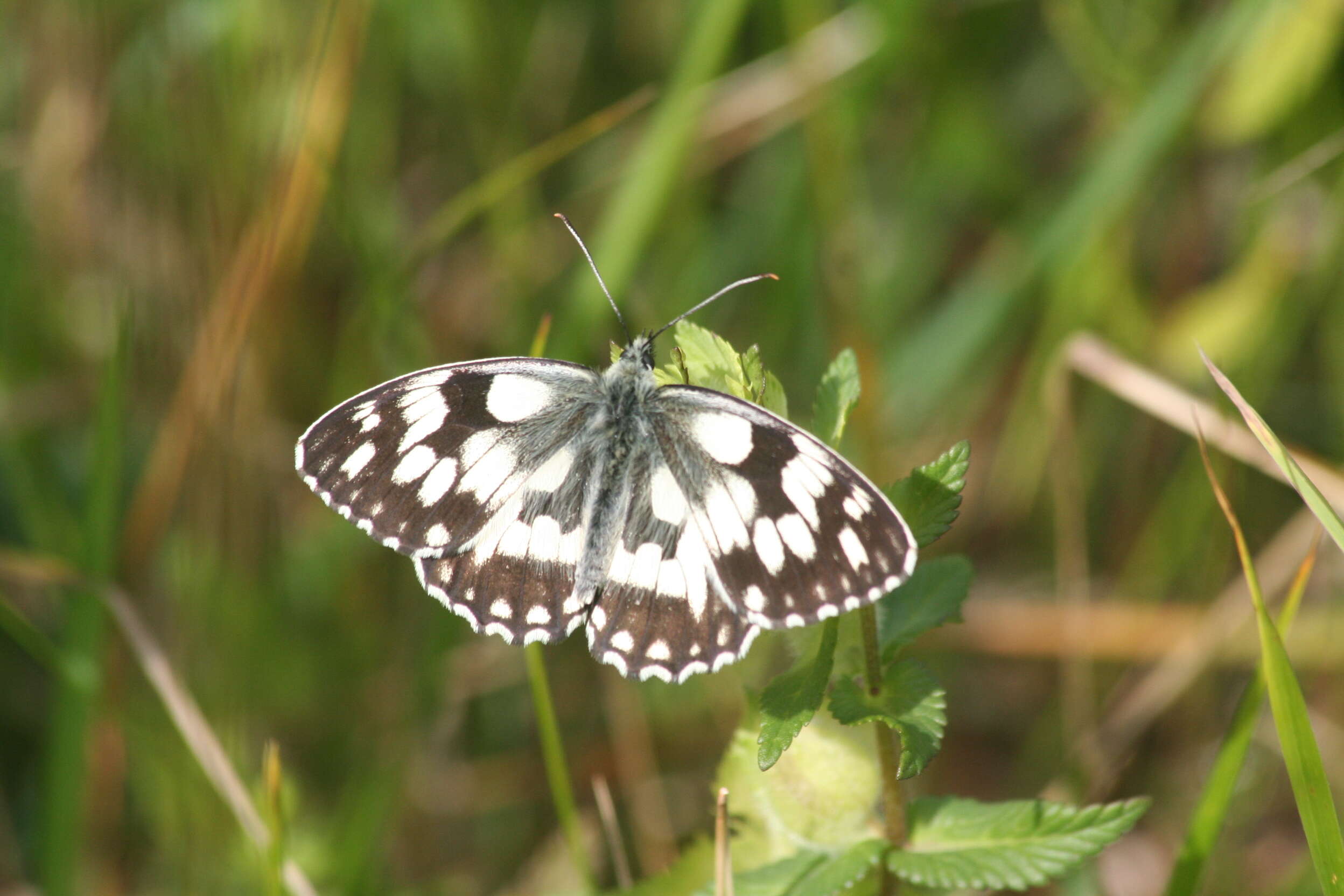 Image of marbled white