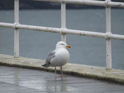 Image of European Herring Gull