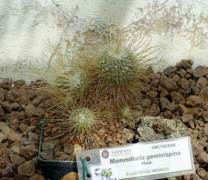 Image of Mammillaria geminispina Haw.