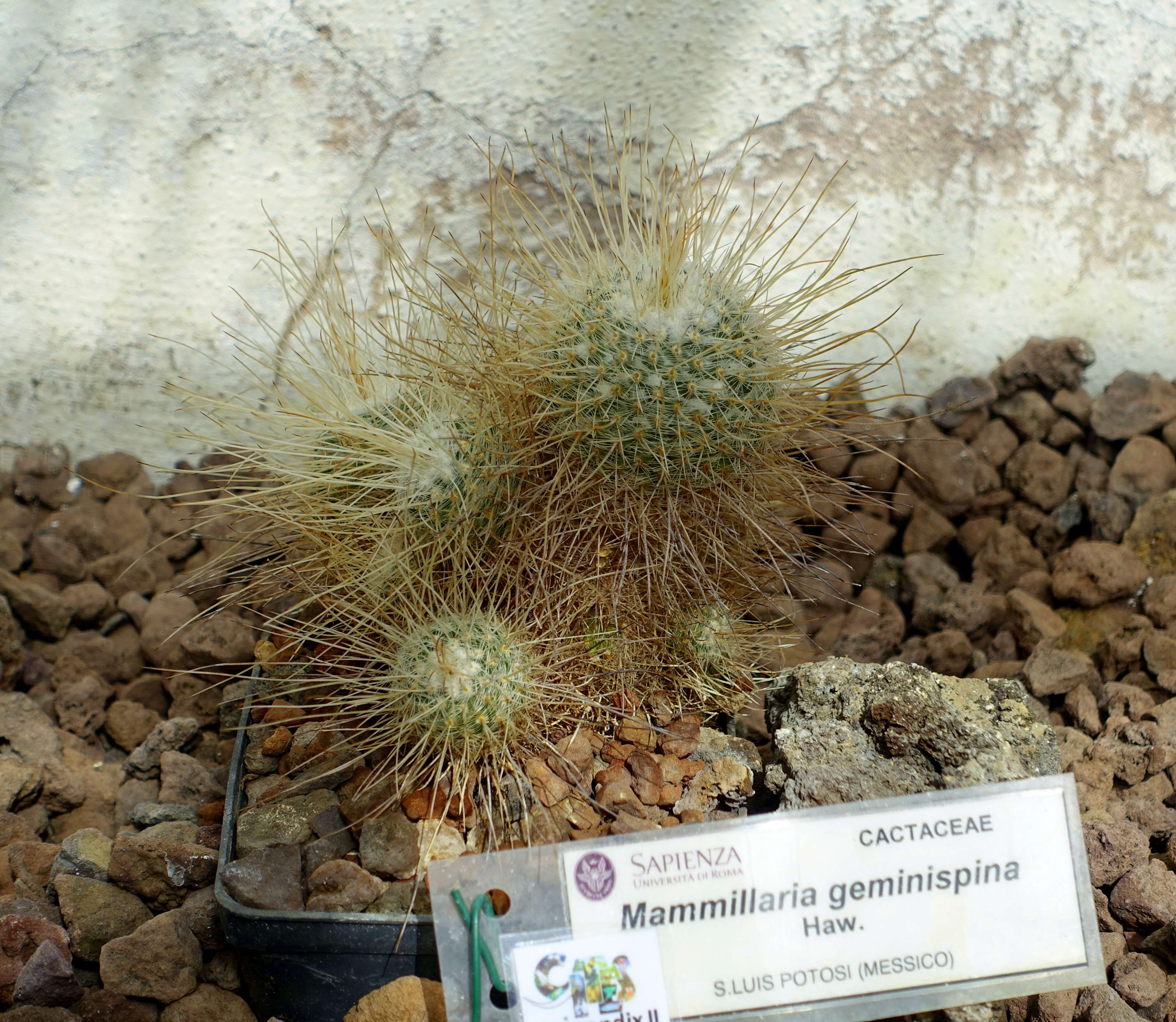 Image of Mammillaria geminispina Haw.