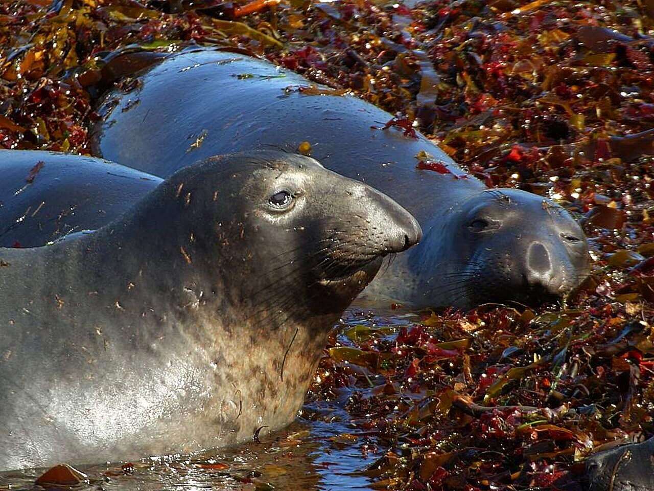 Image de Éléphant de mer du nord