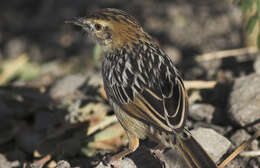 Image of Stout Cisticola