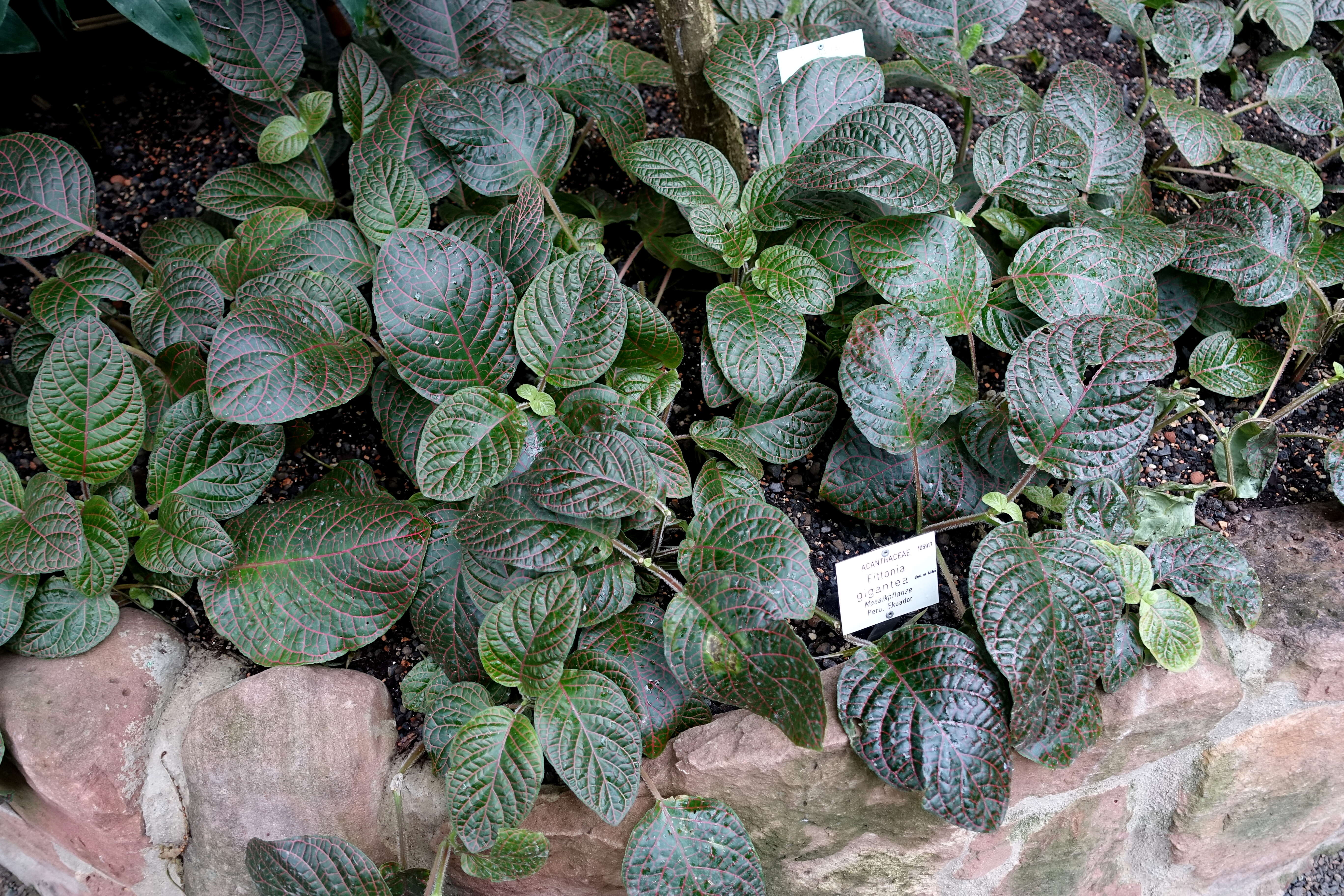 Fittonia gigantea Linden resmi