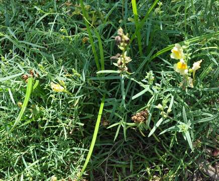 Image of Common Toadflax