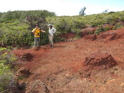 صورة Odontosoria chinensis (L.) J. Sm.