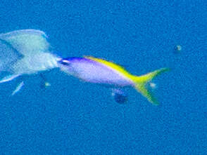 Image of Goldback anthias