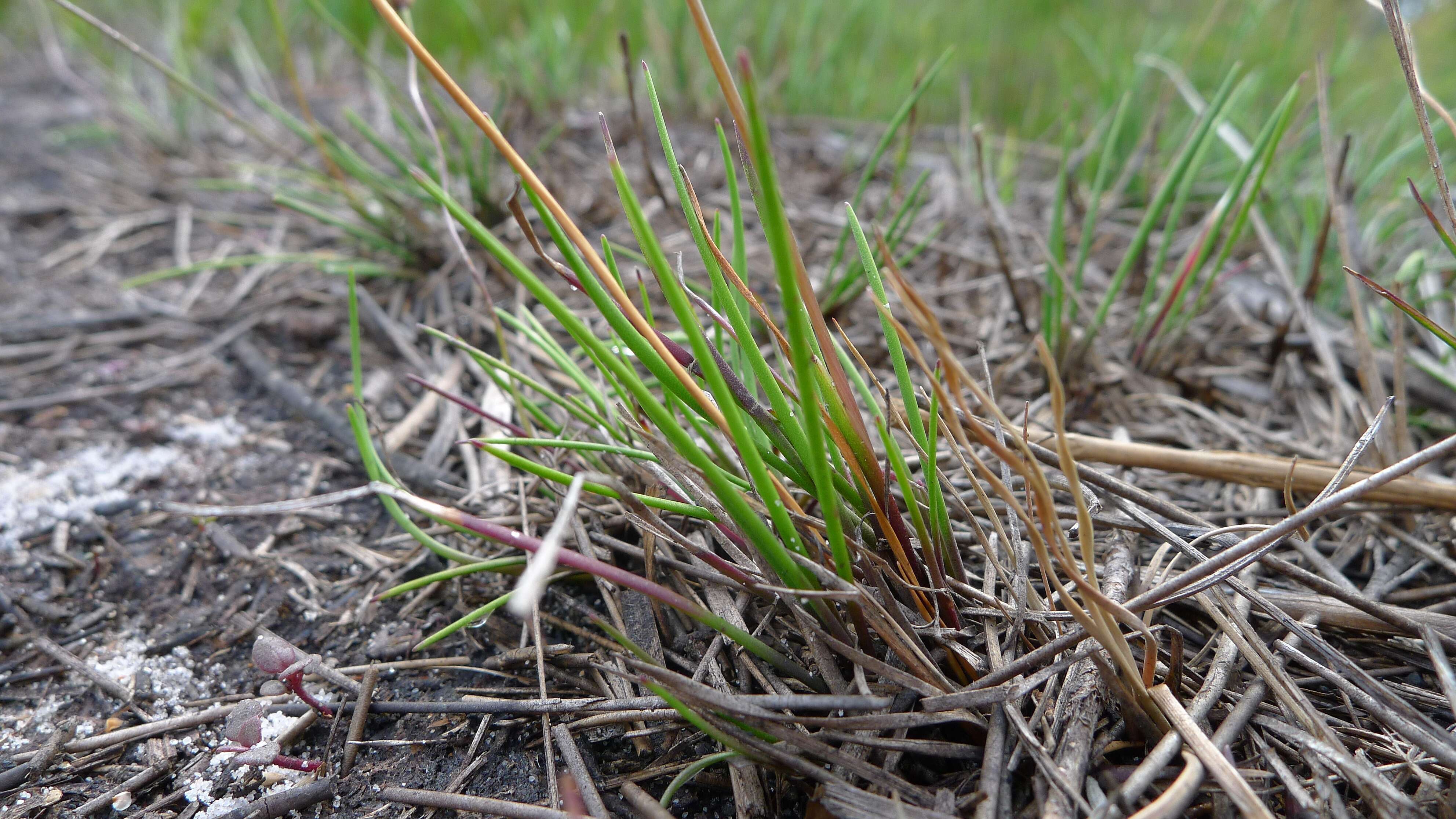 Image of Xyris juncea R. Br.