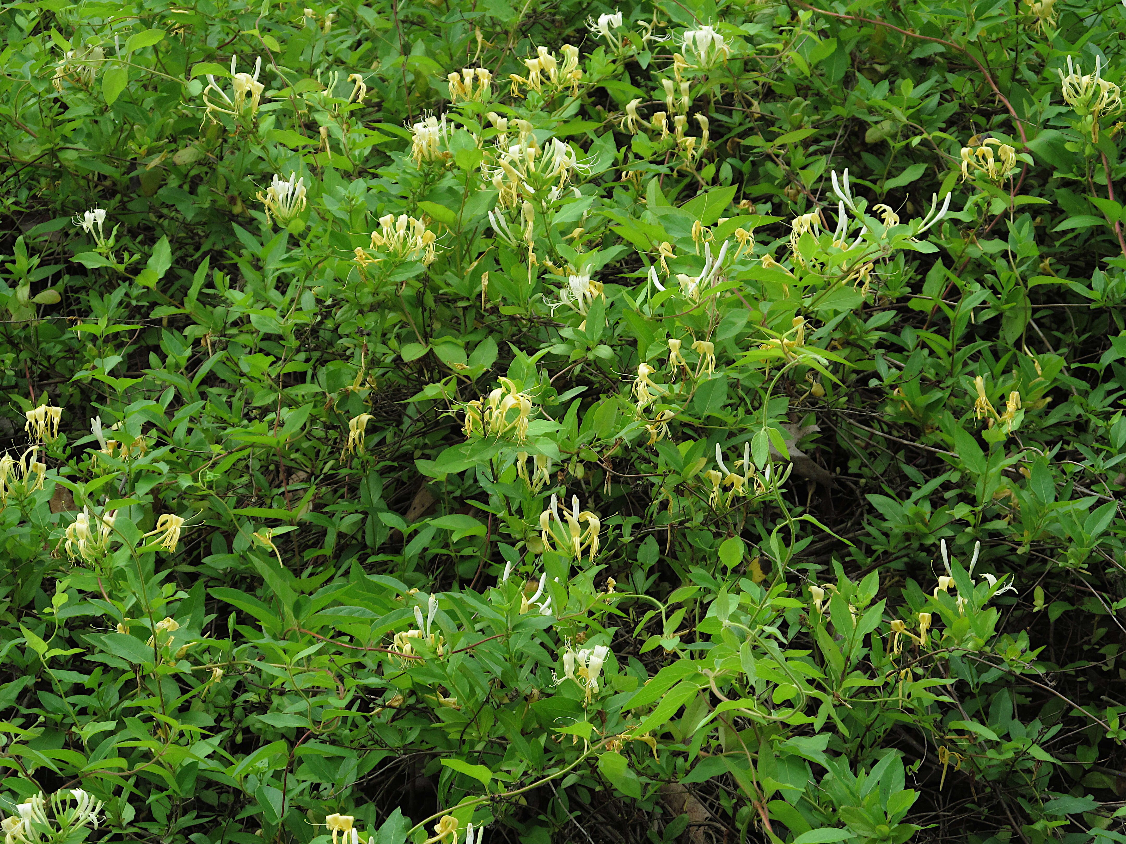 Image of Japanese honeysuckle