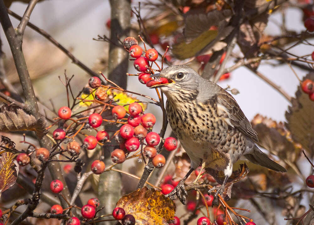 Image of Fieldfare