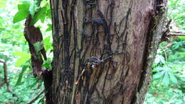 Image of Honey Fungus