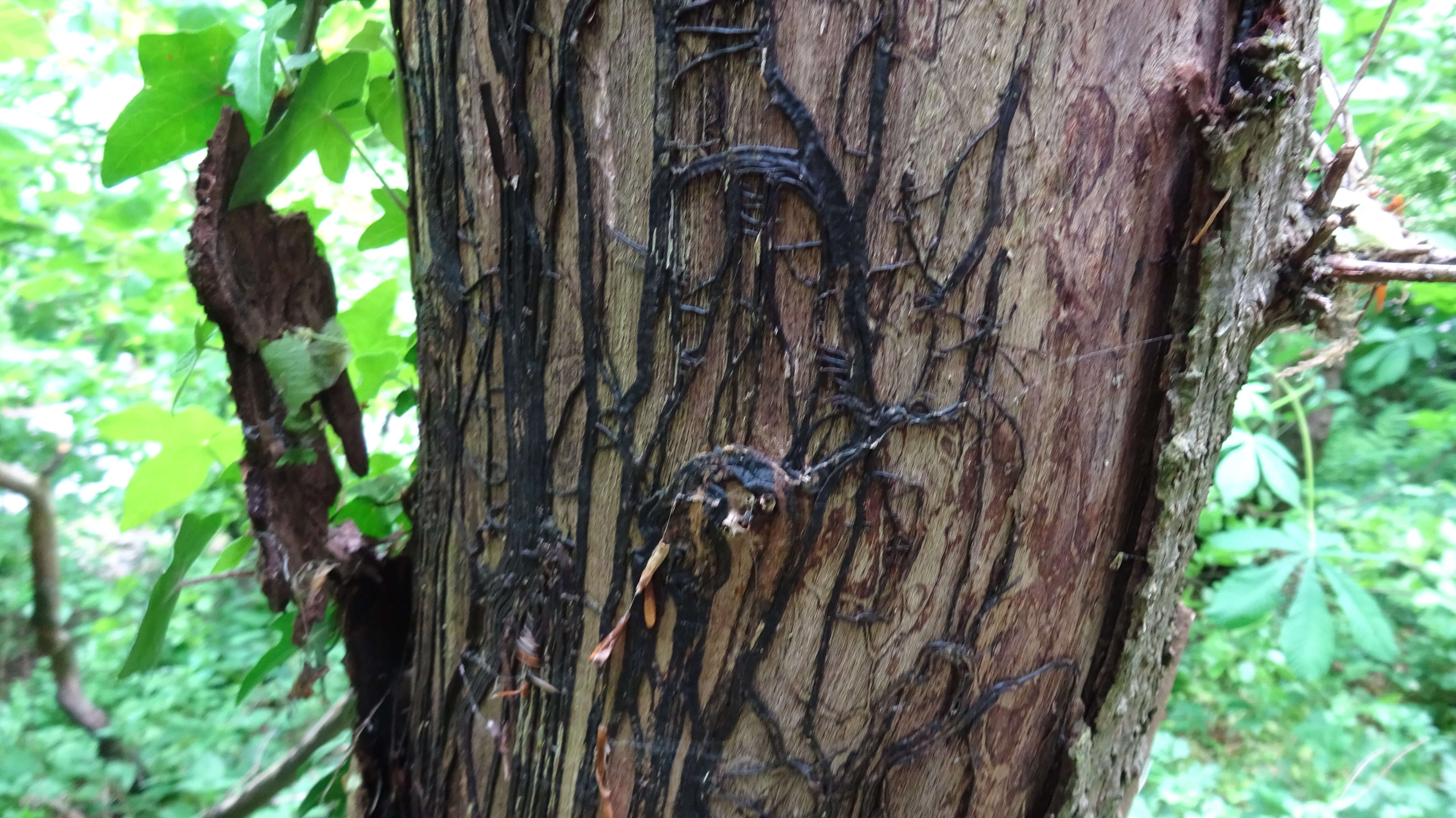 Image of Honey Fungus