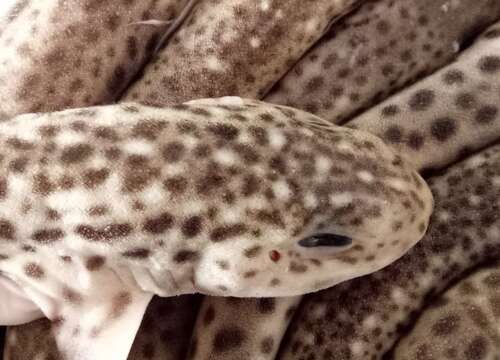 Image of Lesser Spotted Dogfish