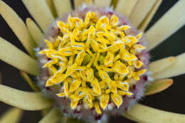 Image de Leucadendron nitidum Buek ex Meissn.