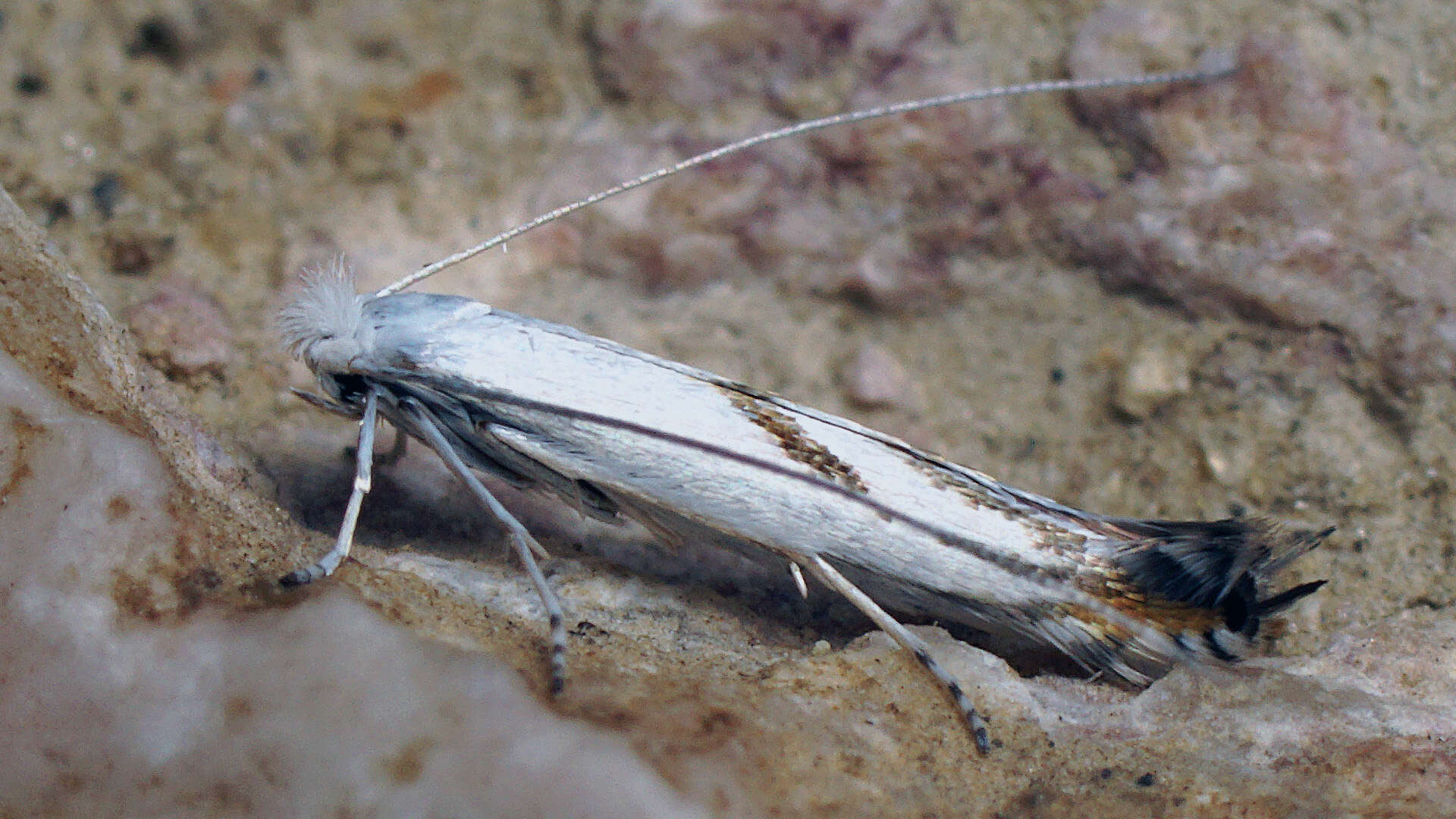 Image of Lyonetia prunifoliella Hübner 1796