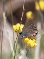 Image of Satyrium ilicis