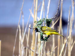 Image of African Masked Weaver